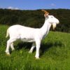 Produkt Bild