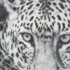 Kunstdruck junger Leopard