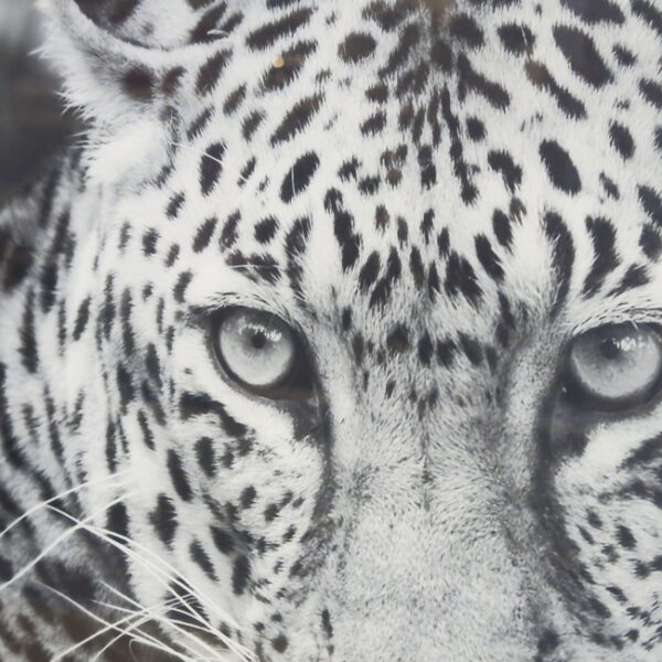 Kunstdruck junger Leopard